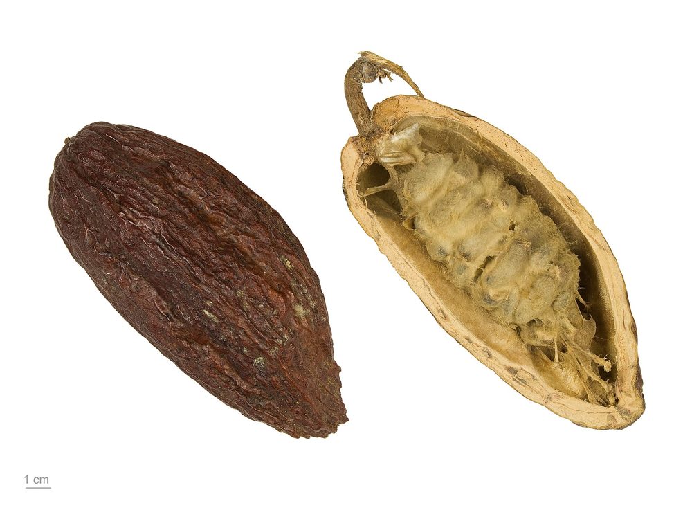Tour de cacao