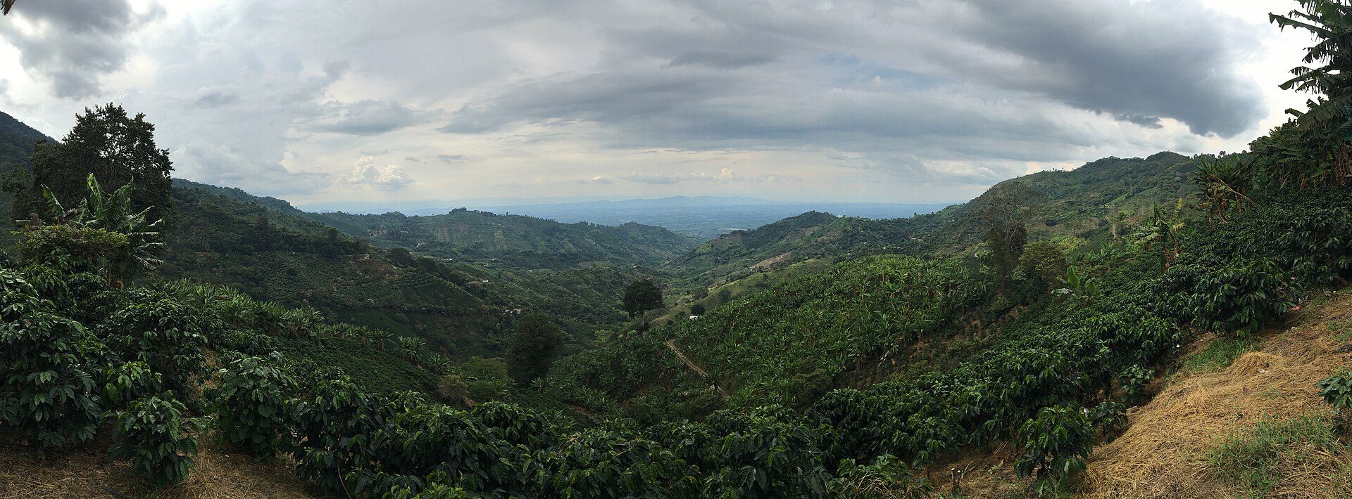 Paisaje cafetero del Quindío